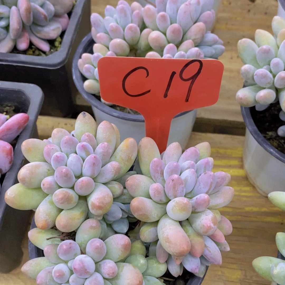 8.16晚上，周末专场活动