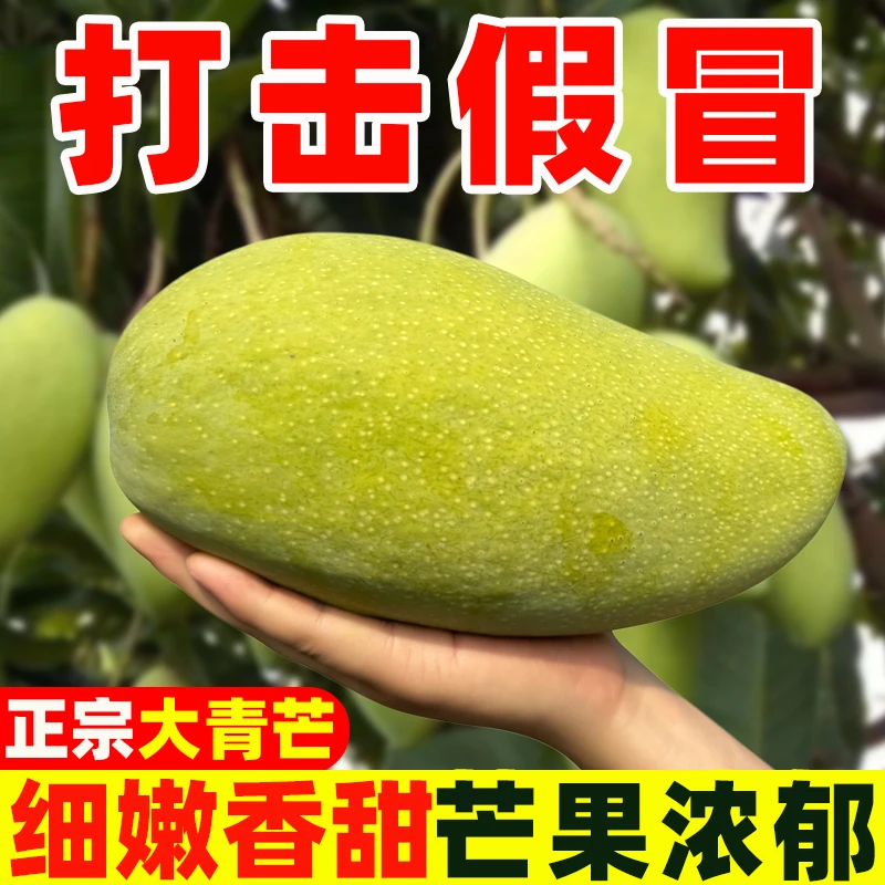 产地直发云南头青芒新鲜薄皮脆甜多汁生熟两吃