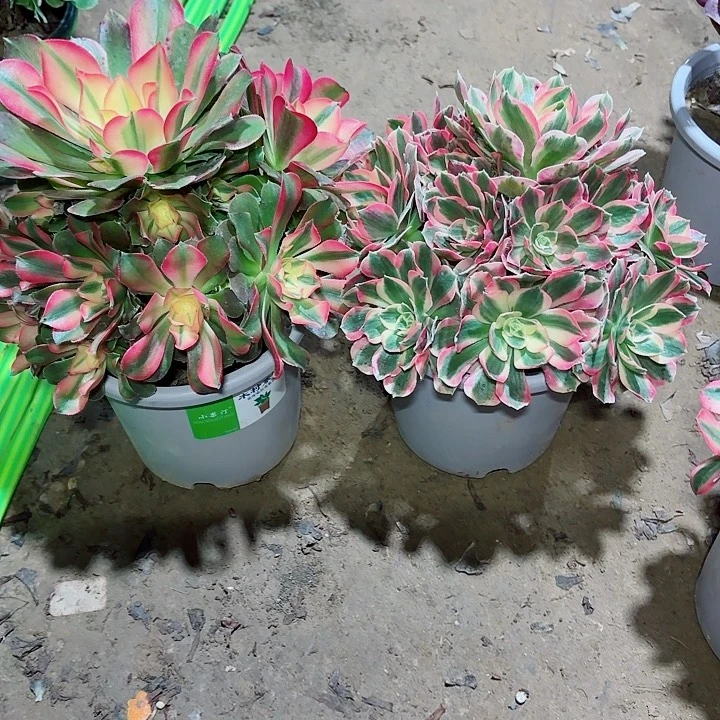 惊***雷香妃+粉女郎11111111111