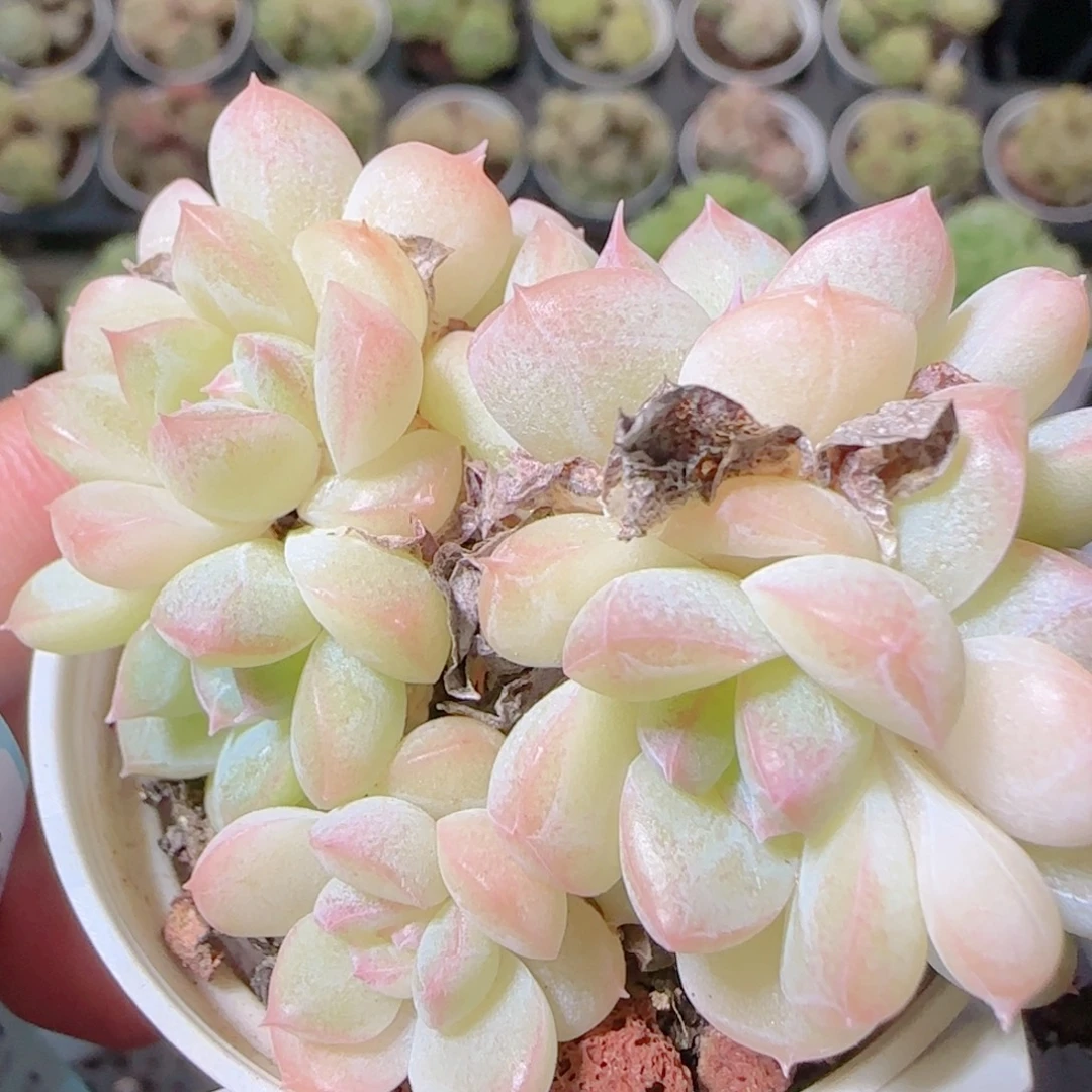 花语逸镜1101-121白桃