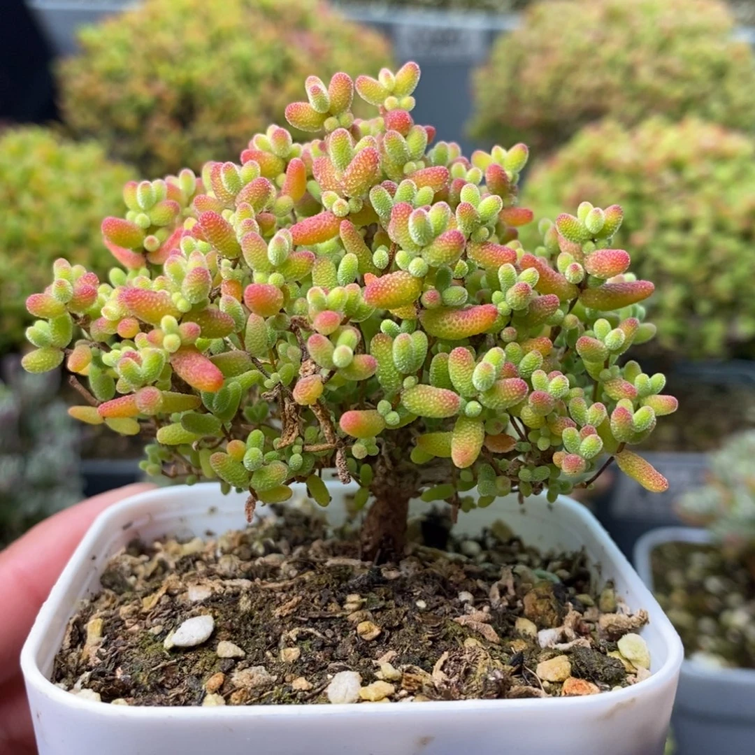 2327蜜橘糖球 。