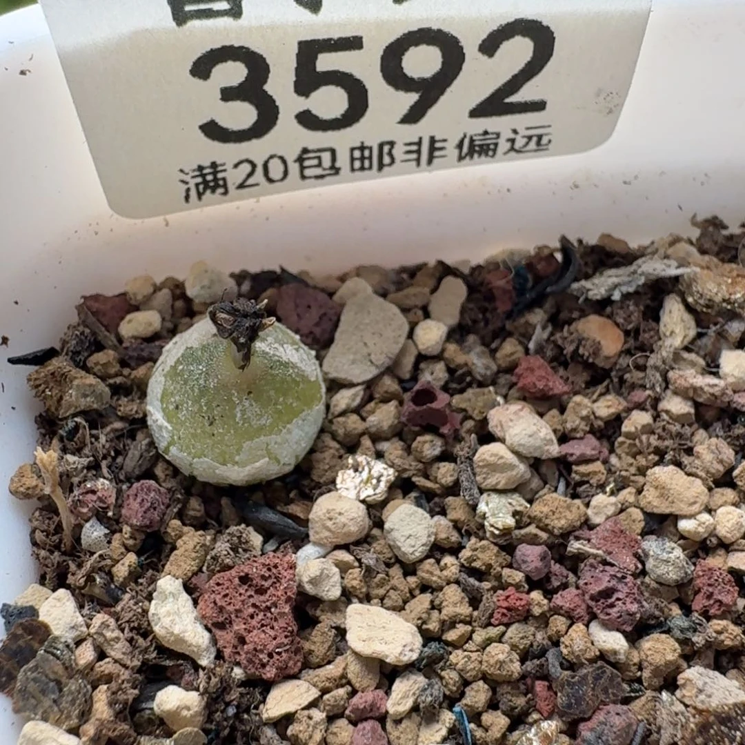 用***6哈墨。 带盆土。