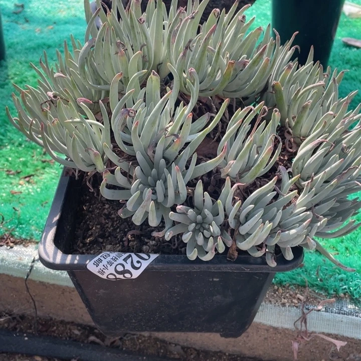 阿***斯288号爱杜丽丝多肉植物