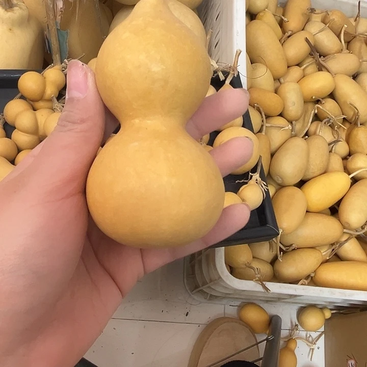 白皮响籽葫芦漂亮