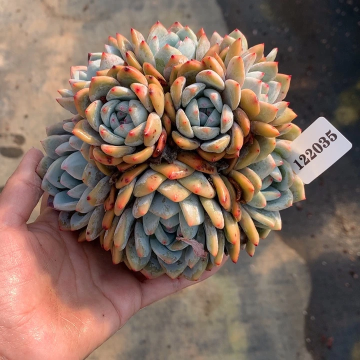 用***7122035嗯嗯嗯嗯嗯嗯好喜欢