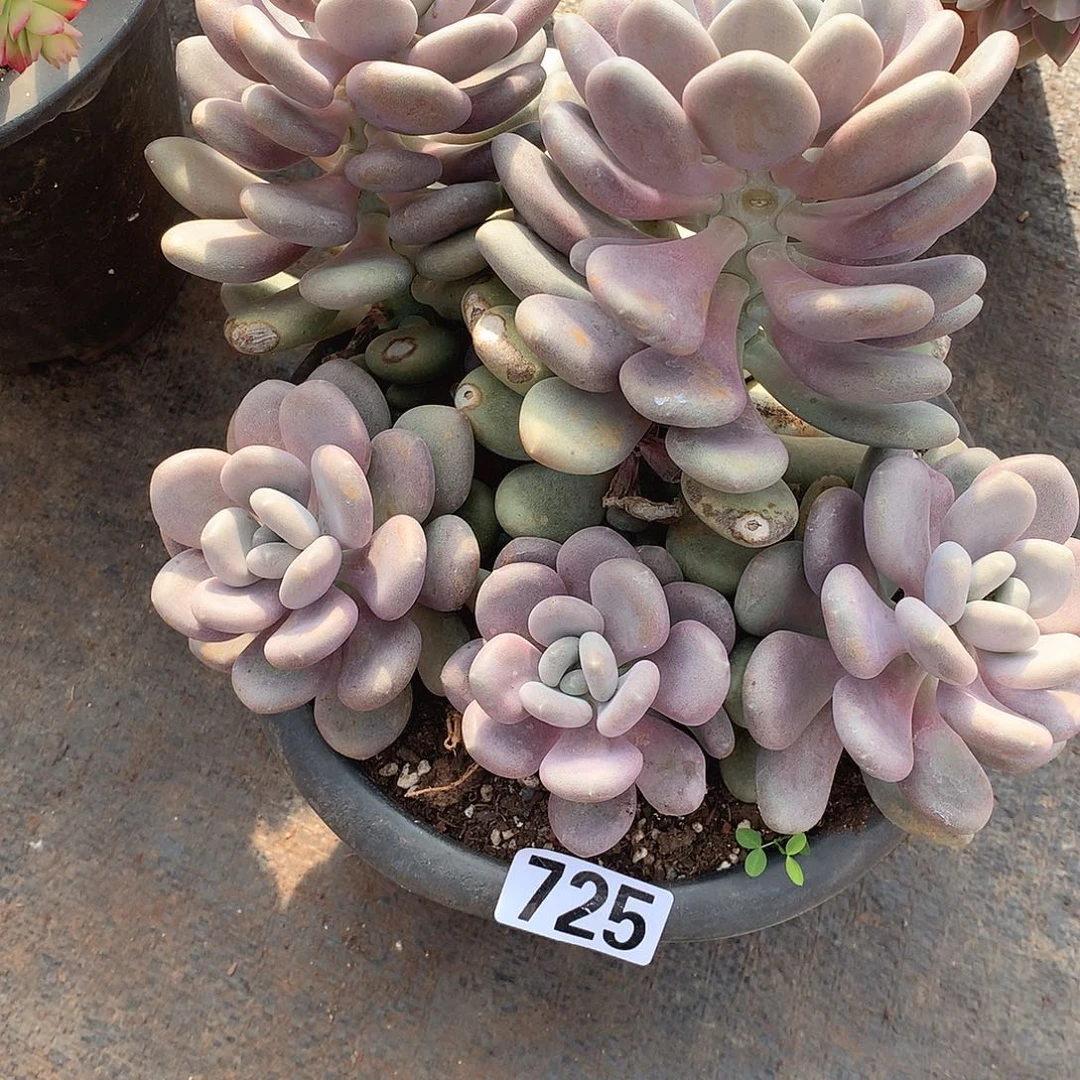 725月美人 一物一拍多肉