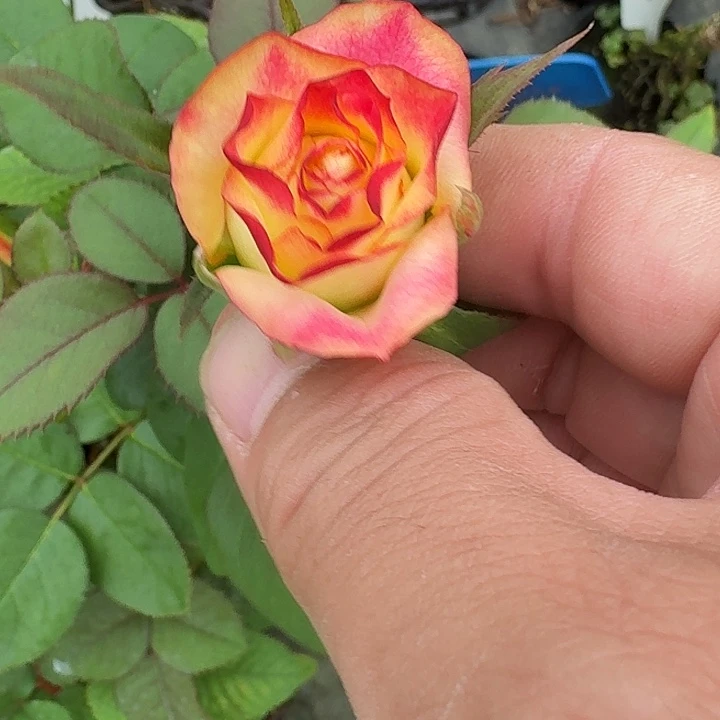 无花朵桃之夭小苗