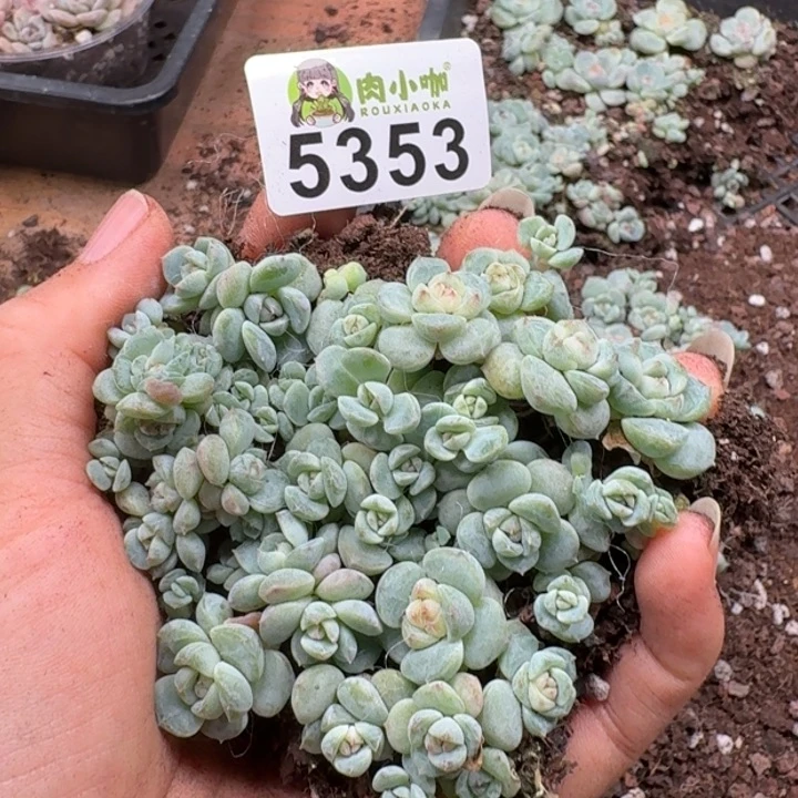 多肉植物多头植物