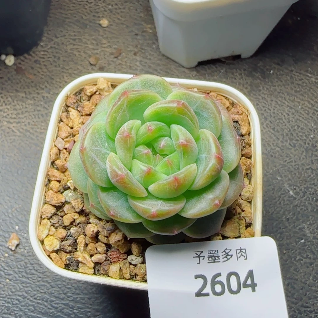 绿体甜心，2604多肉植物