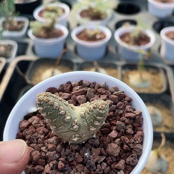 412白皮月界块根植物