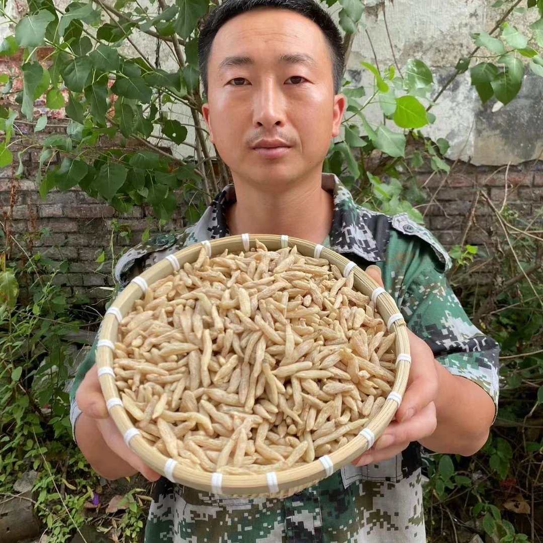 四川绵阳核心种植区产出颗粒饱满大小均匀的麦冬