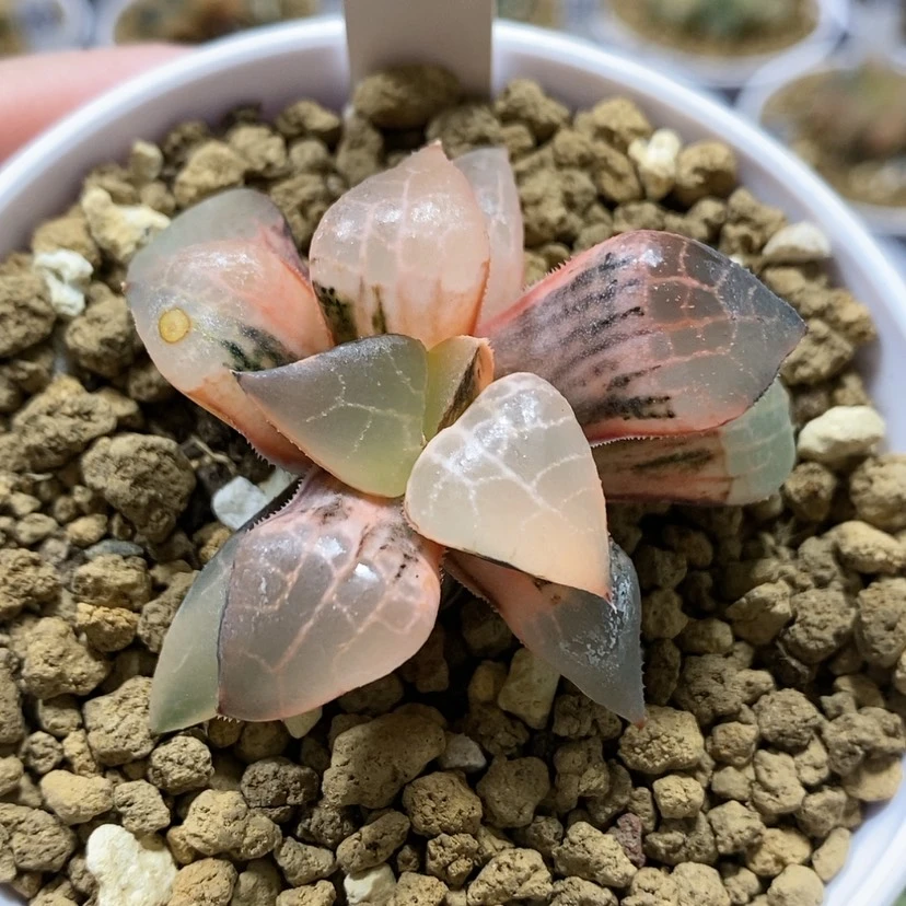 【闪购商品】147粉玻璃康平锦