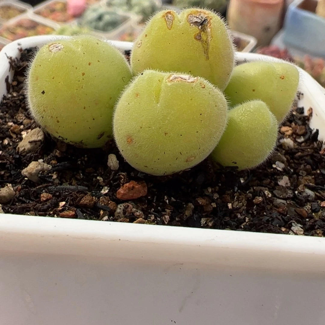 641多肉植物百科