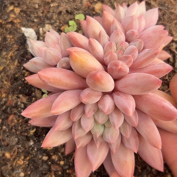 水晶球自然群11111