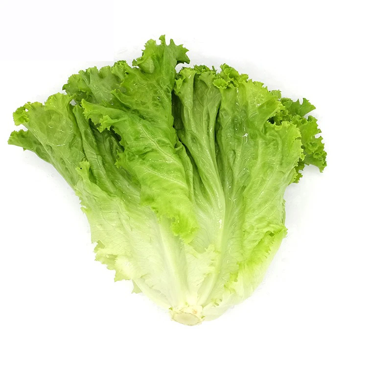 《杭州阿贵家》新鲜罗莎绿烤肉生菜500g沙拉蔬菜脆嫩生菜绿色蔬菜罗莎绿