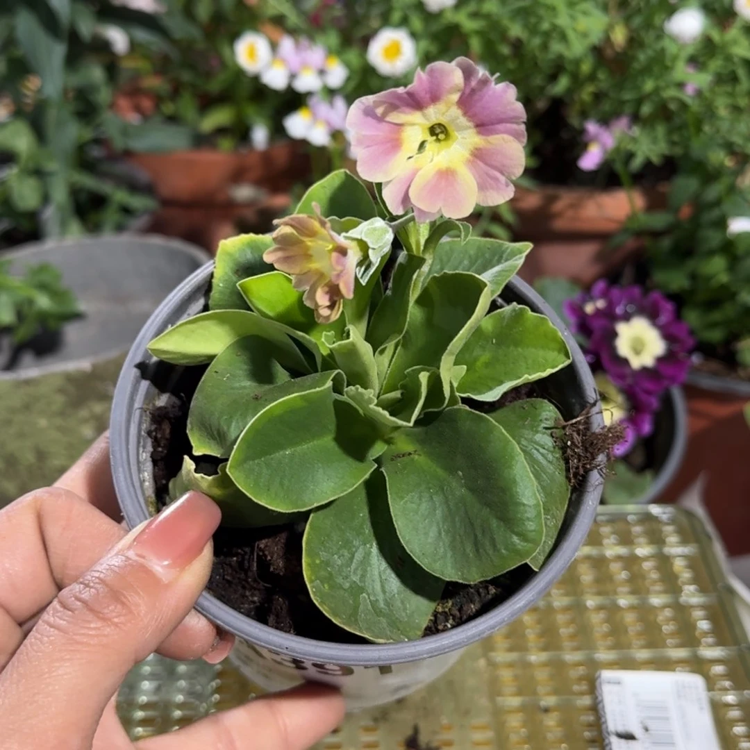 一物一拍耳叶报春A391