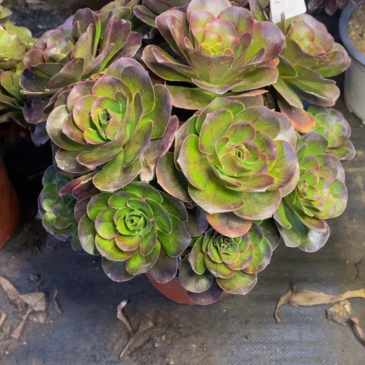 魅金多肉断头不包2187