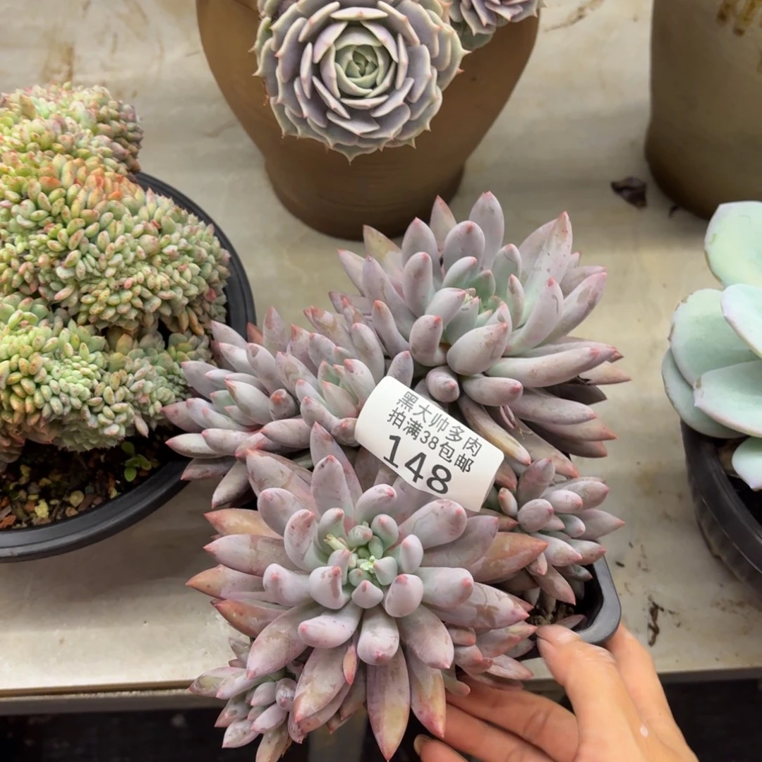 H***．黑大帅多肉148所罗门