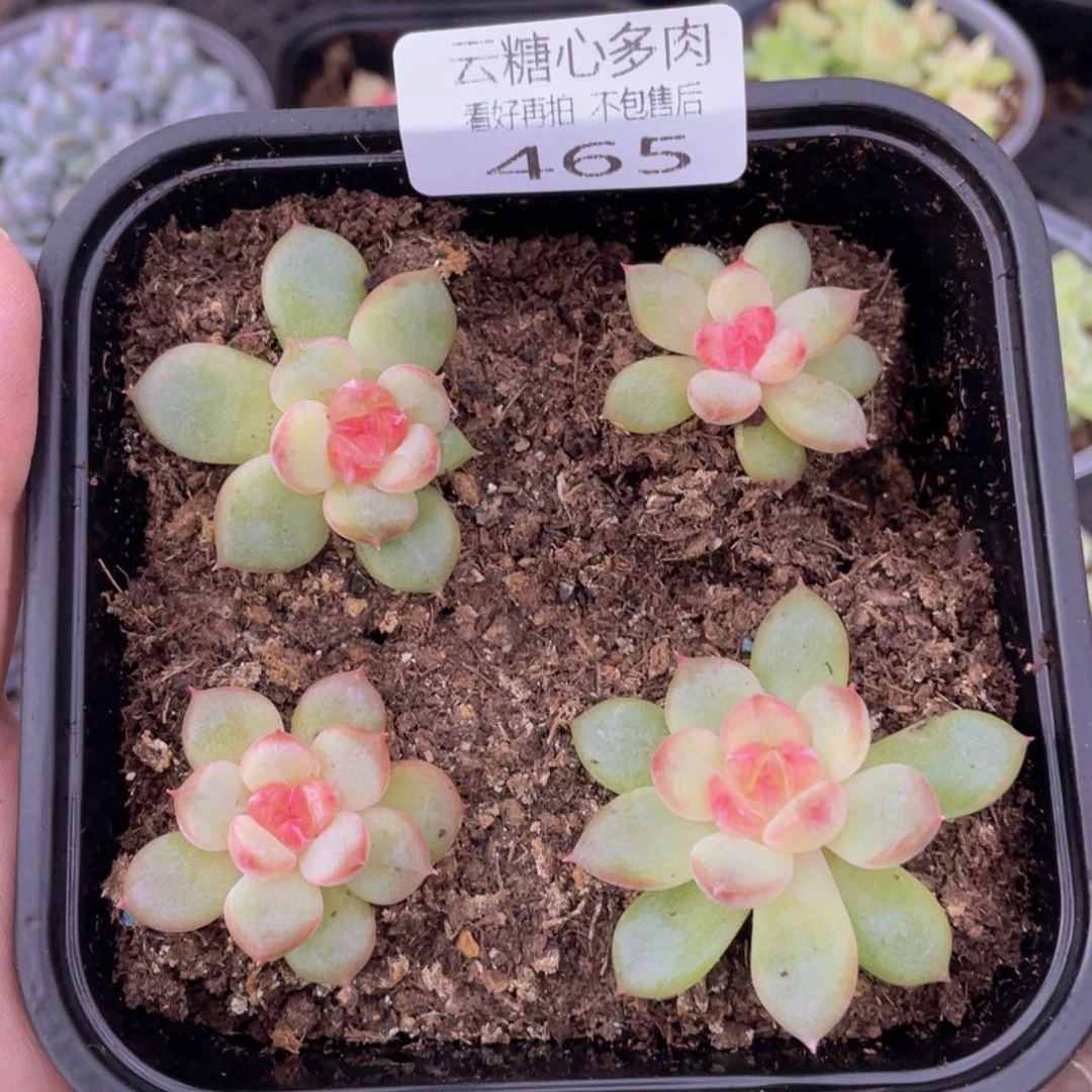 云糖心多肉植物465