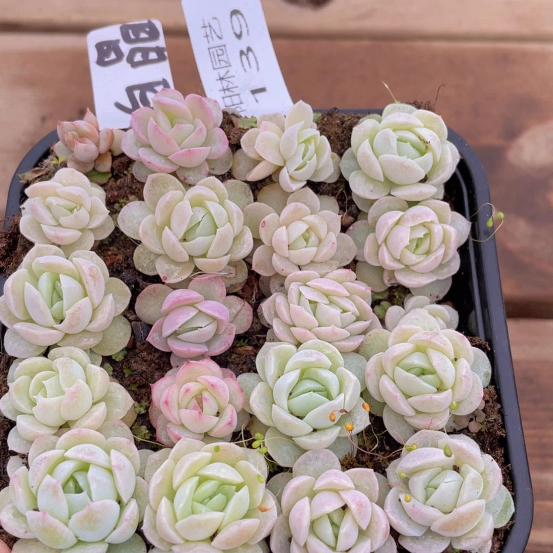 量拍多肉植物多肉植物139