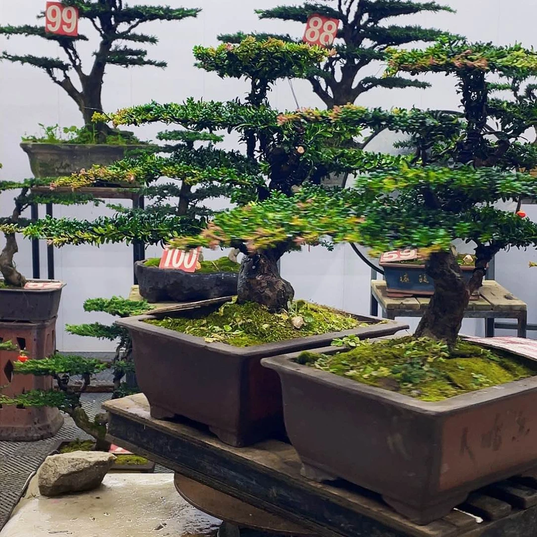 无花朵罗汉松红芽