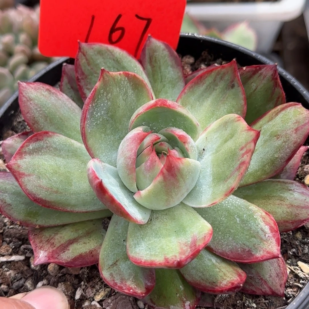 惊鸿一物一拍包装收缩花旱167