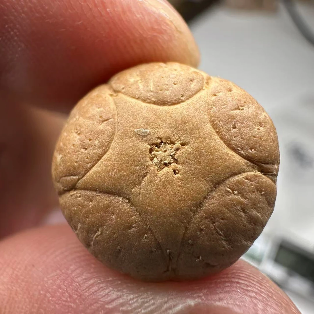 尼泊尔五星菩提，尺寸16，sss系列，货号139