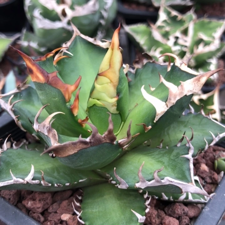 红猫仁王冠龙舌兰