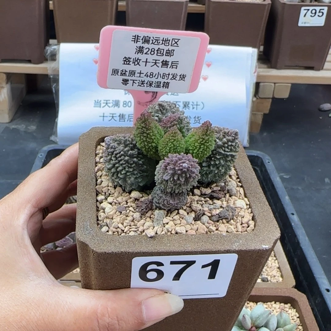 671朱紫玉多肉植物