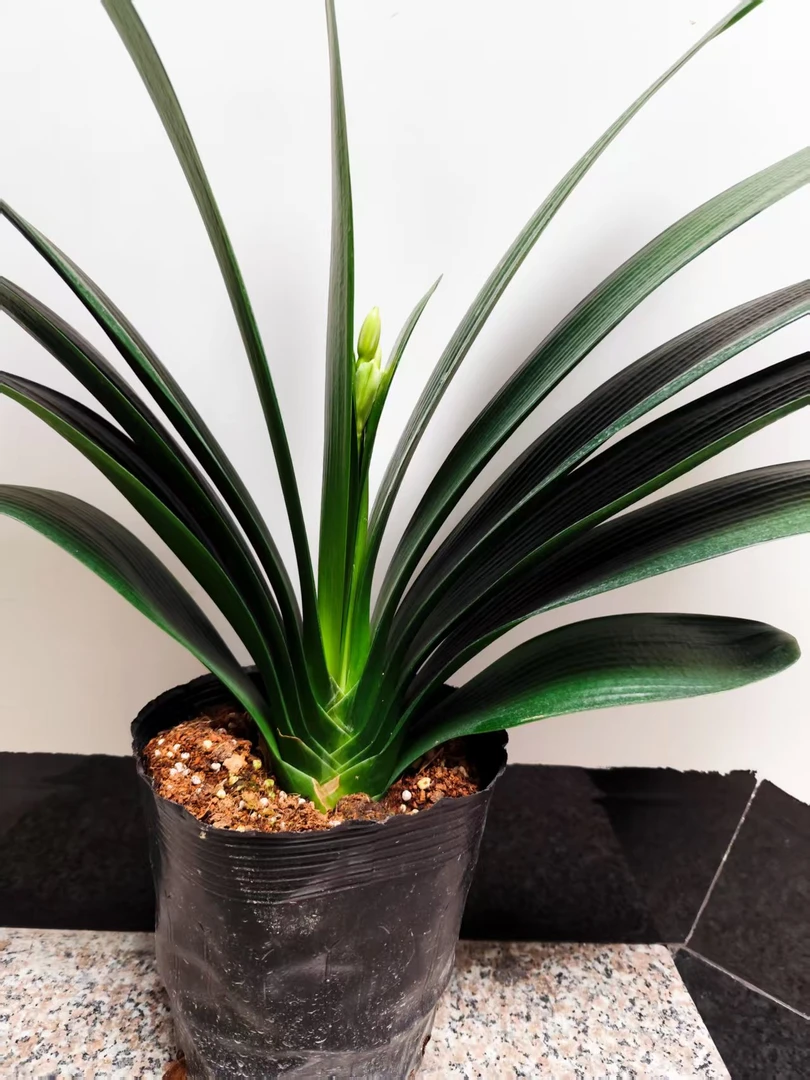 君子兰 直播间一物一拍