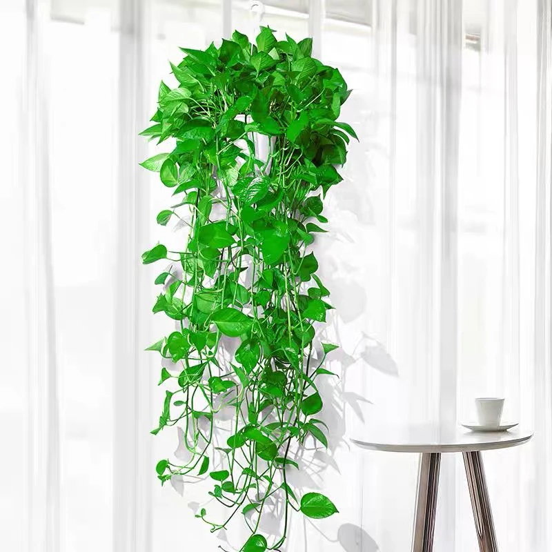 长藤绿萝盆栽室内新房家用爬藤大叶绿植水培客厅水养四季垂吊