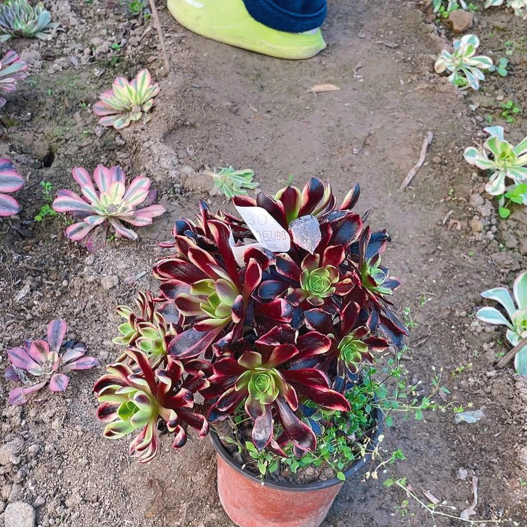 307欧佳丽多肉法师