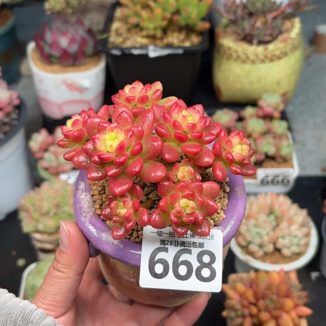 香格里拉无盆土发货