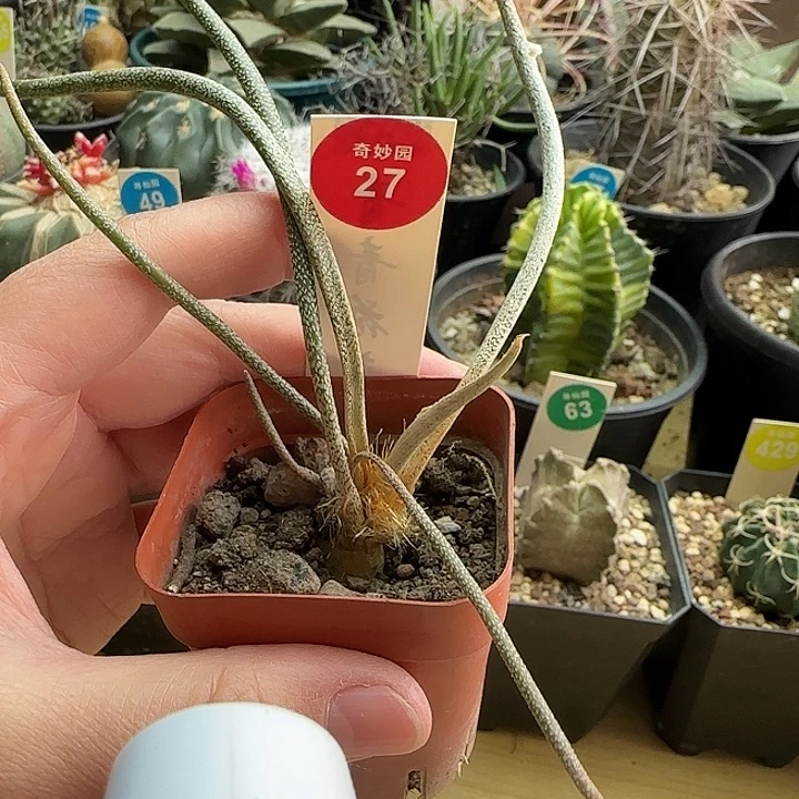 实生母本美杜莎一棵