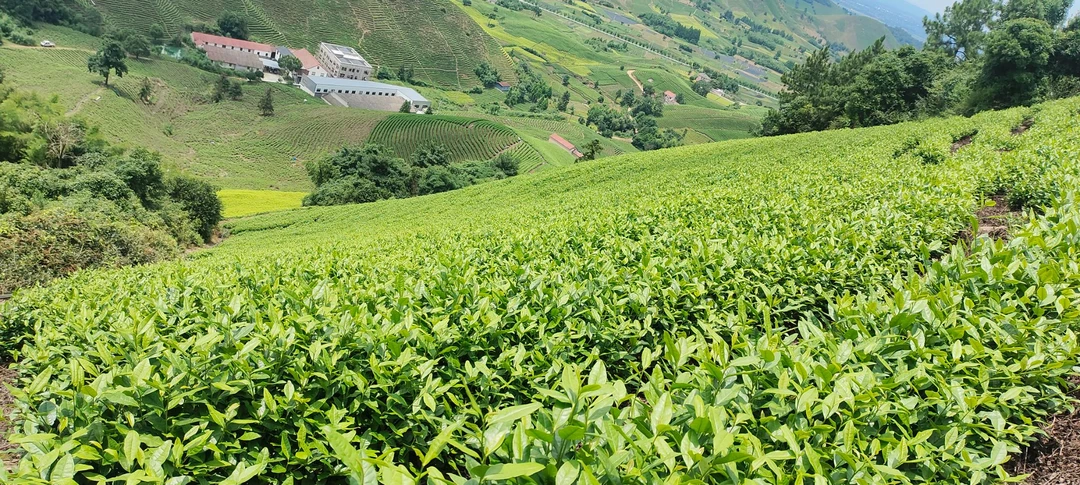 2024安吉白茶高山口粮茶