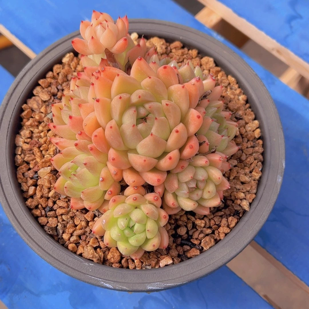 潇*妹金色石英，多肉植物