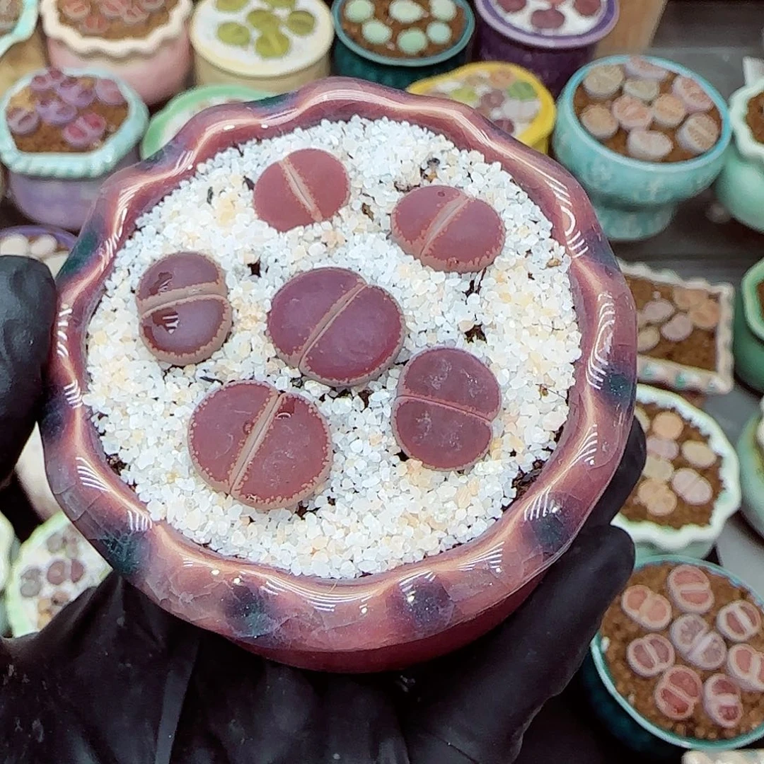 生石花满18包邮1014-95