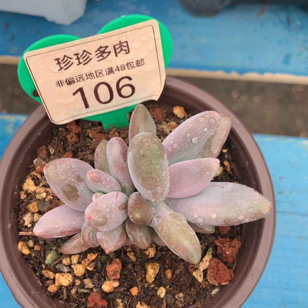 企鹅无砍开播福利106