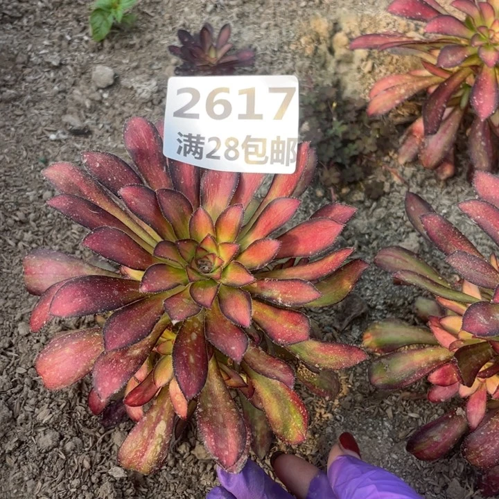 2617二号棚魅力多肉植物D