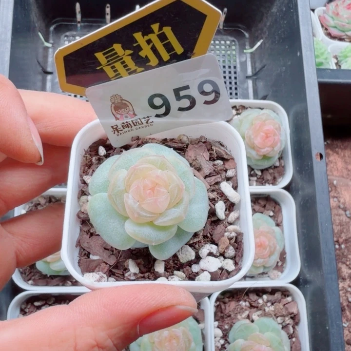 多肉植物多肉植物