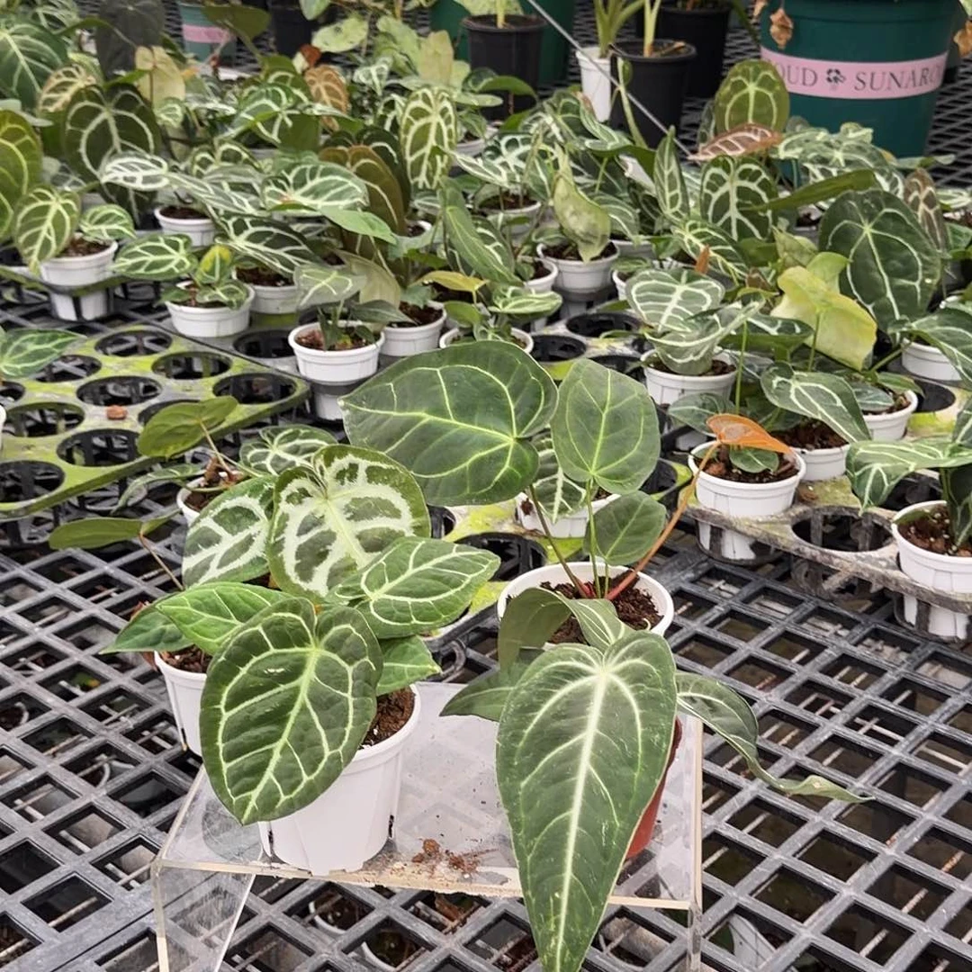 完全开放F994无售后