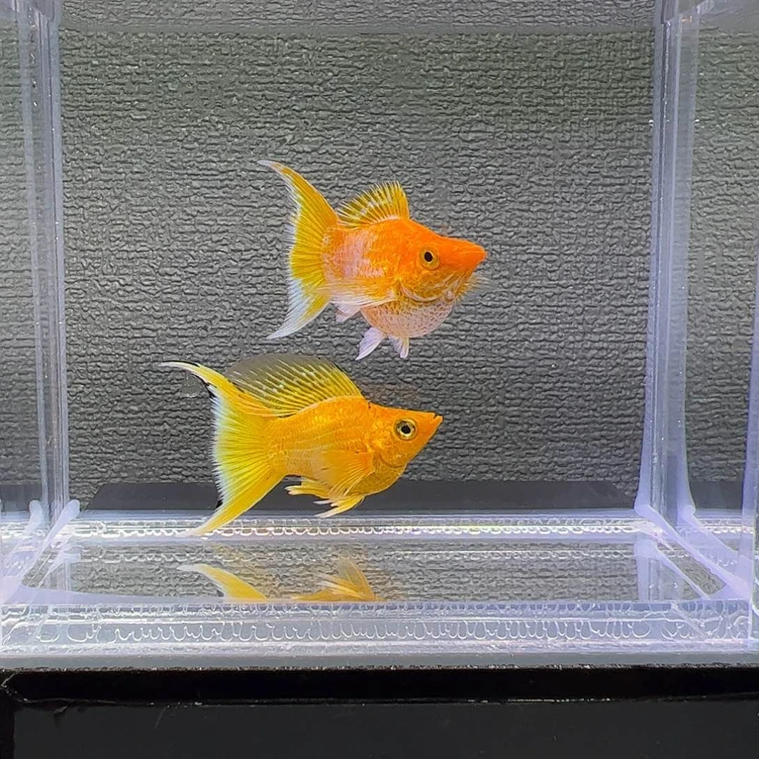 孔雀鱼黄金。玛丽。