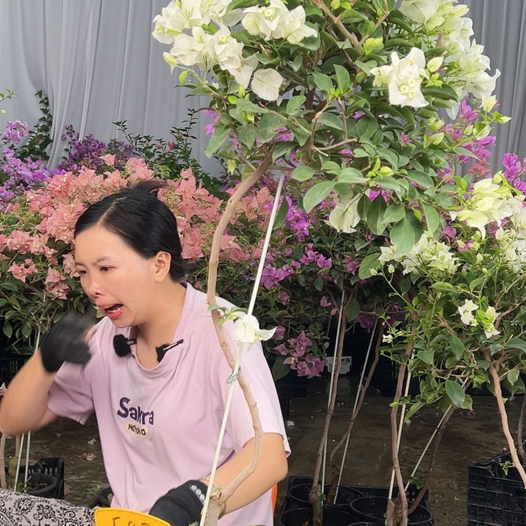 ****风大部分花苞少量开放F87白雪