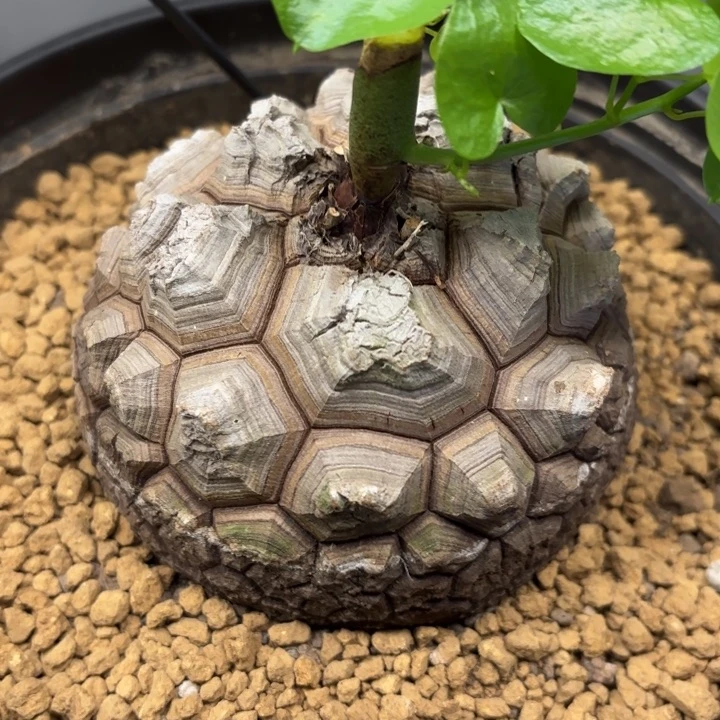 1683号龟甲龙带盆包邮尺寸10+