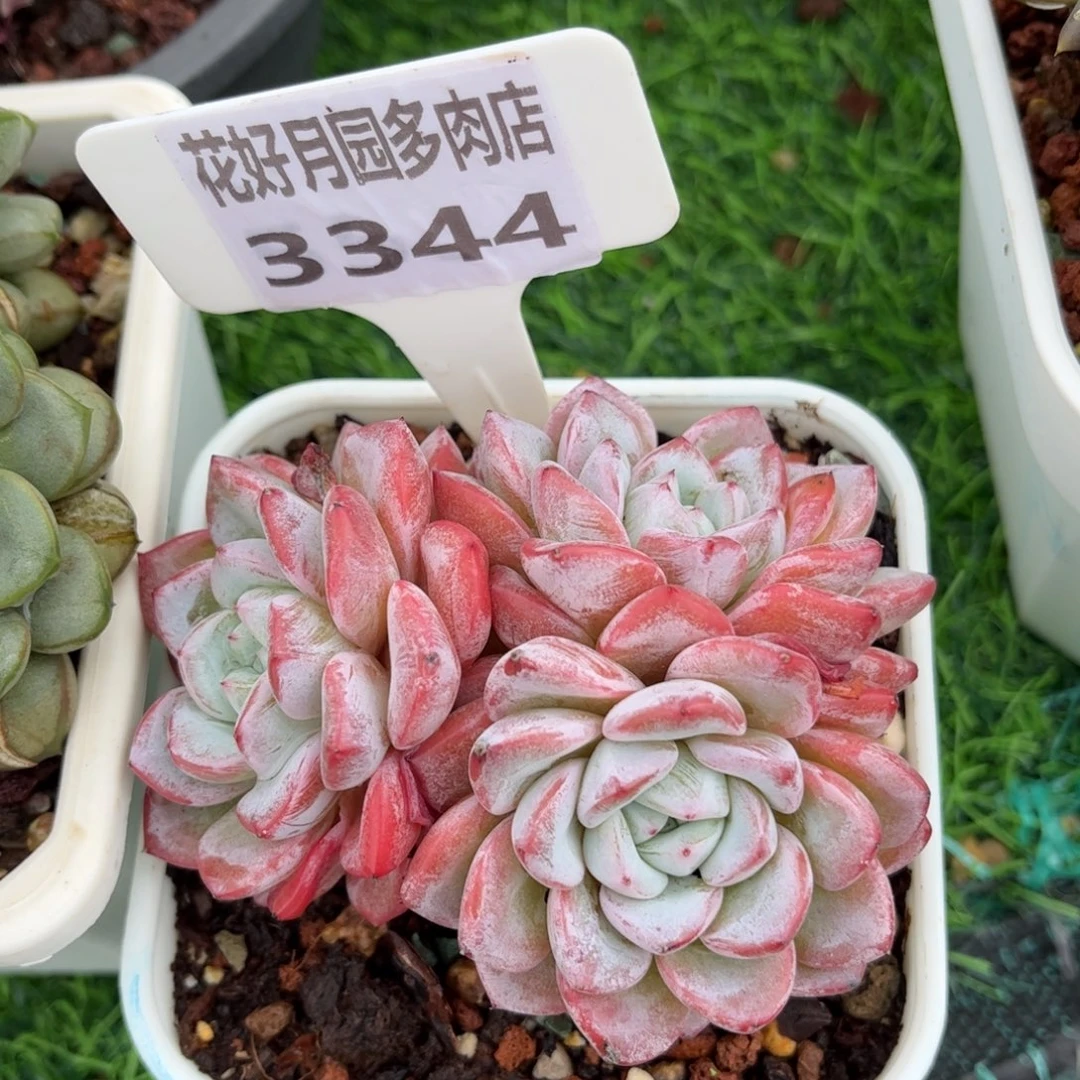多肉植物3344 一定要拍个冷链哦