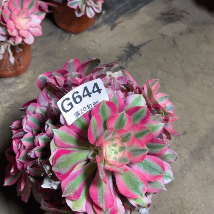 瑞妈多肉1.29.644