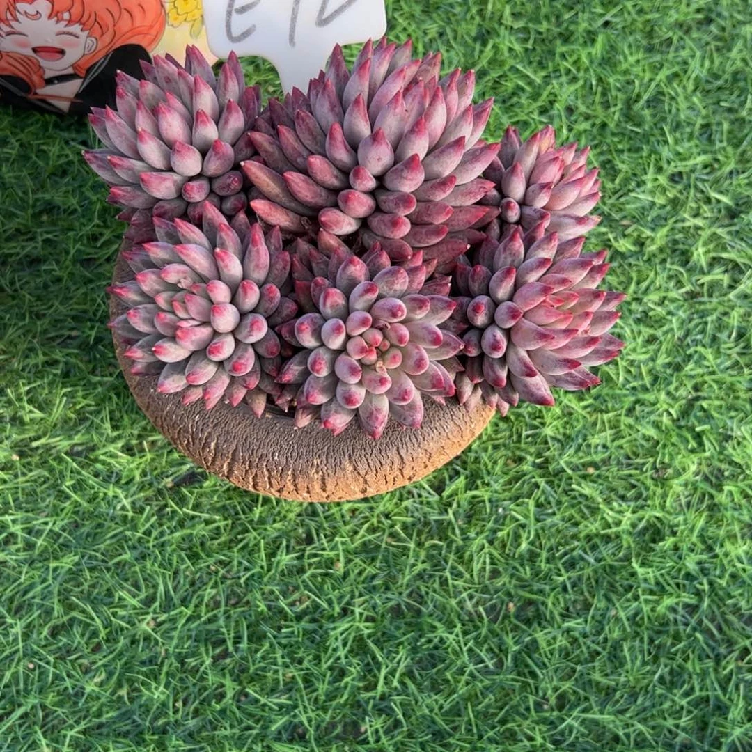 o***）虞美人多肉植物保护研究所