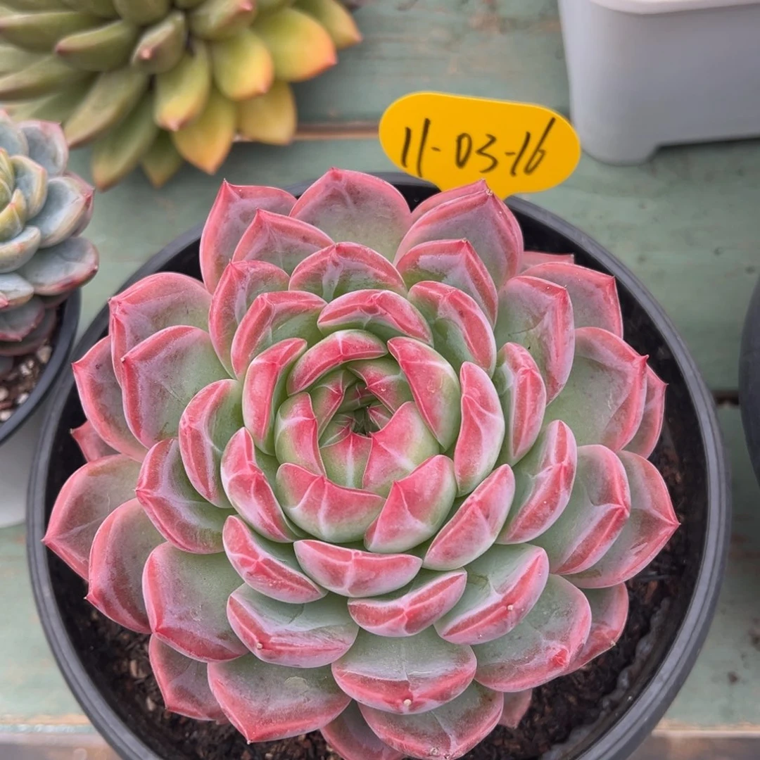 11-03-16草莓樱桃多肉植物