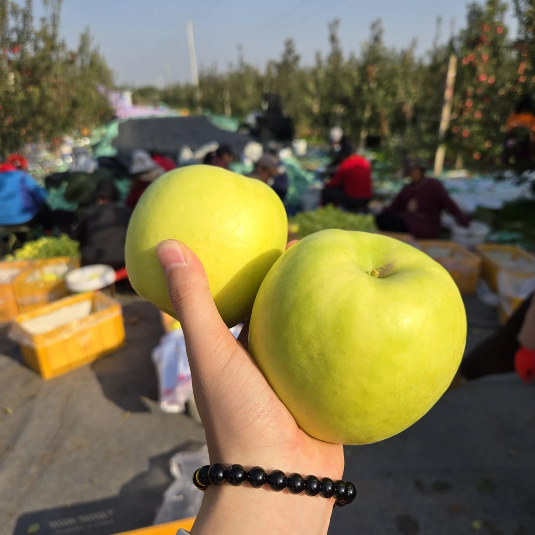 陕西瑞雪苹果苹果新星甜脆多汁好吃果肉细腻水分足产地直发自产销