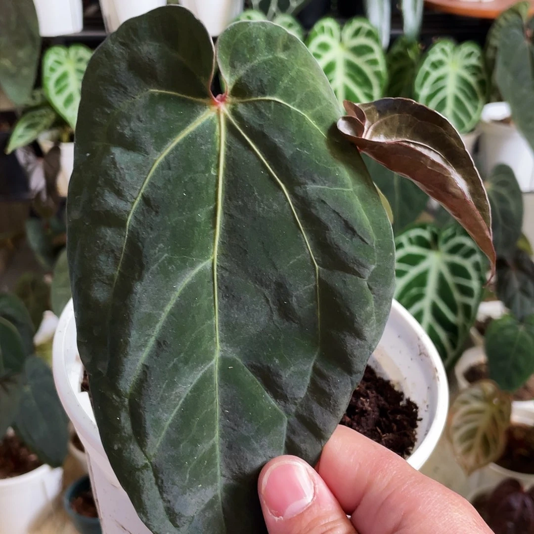 完全开放黑帅杂红